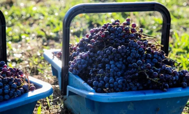 Visite privée et dégustation de vin dans un domaine viticole à Saint-Emilion, Puisseguin, Château Guibeau