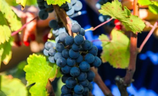 Visite privée et dégustation de vin dans un domaine viticole à Saint-Emilion, Puisseguin, Château Guibeau