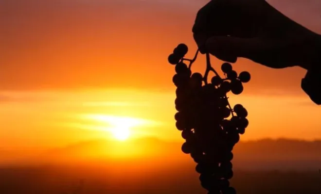 Visite privée et dégustation de vin dans un domaine viticole à Saint-Emilion, Puisseguin, Château Guibeau