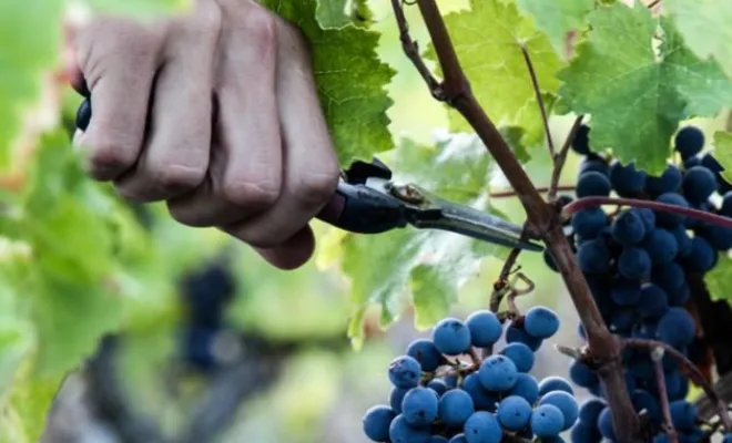 Visite privée et dégustation de vin dans un domaine viticole à Saint-Emilion, Puisseguin, Château Guibeau